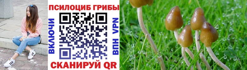 купить сайты Курчатов ОМГ ОМГ рабочий сайт Галлюциногенные грибы мицелий